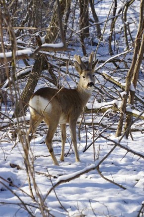 Осторожно, милота!. Вы только посмотрите на эти очаровательные рожки из ставропольского центра помощи диким животным «Пеликан» Фото: @help_birds_krd Подпишись на: Восток | КМВ