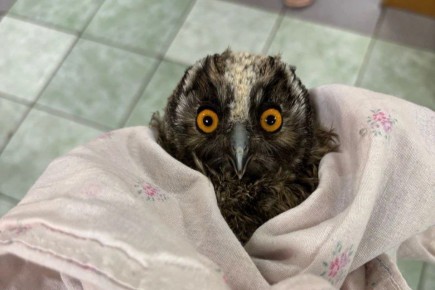 Вот такой пациент появился в ставропольском центре реабилитации животных