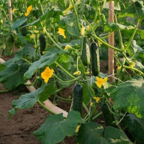 Почему желтеют завязи огурцов и как с этим бороться